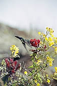 Humming bird on wild vegetation along the Inca trail